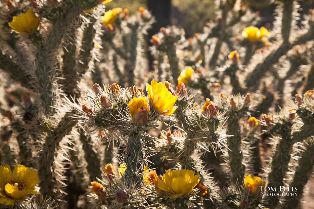 Cactus flowers blooming in Phoenix AZ