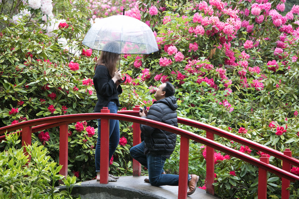 Frank and Whitney's surprise Seattle proposal and engagement session at Kubota Garden. Tom Ellis Photography, top-rated engagement photographer