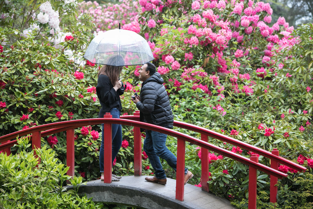 Frank and Whitney's surprise Seattle proposal and engagement session at Kubota Garden. Tom Ellis Photography, top-rated engagement photographer