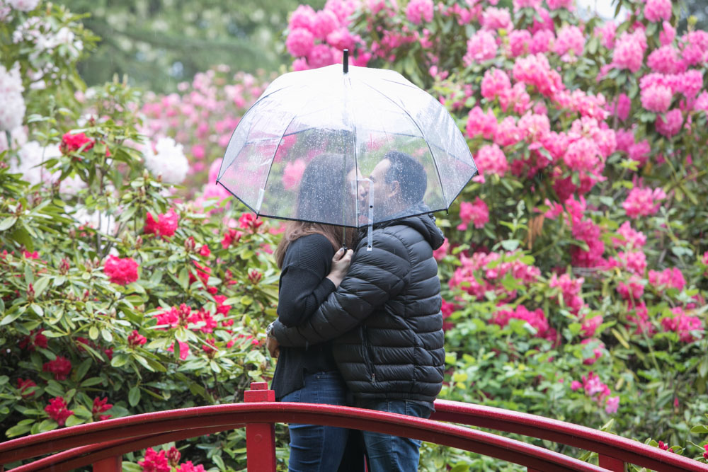 Frank and Whitney's surprise Seattle proposal and engagement session at Kubota Garden. Tom Ellis Photography, top-rated engagement photographer