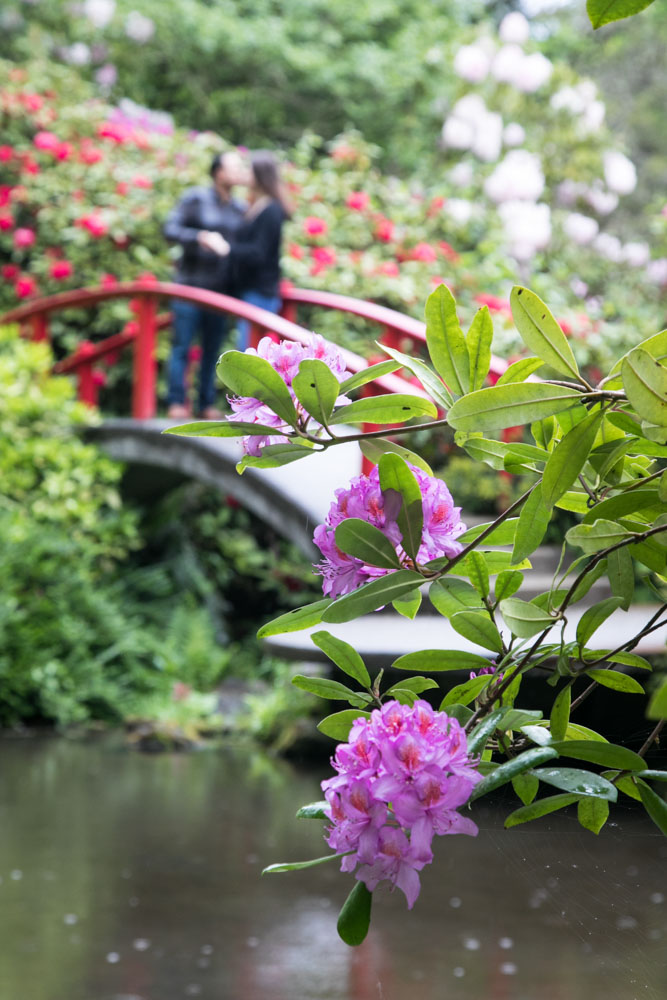 Frank and Whitney's surprise Seattle proposal and engagement session at Kubota Garden. Tom Ellis Photography, top-rated engagement photographer