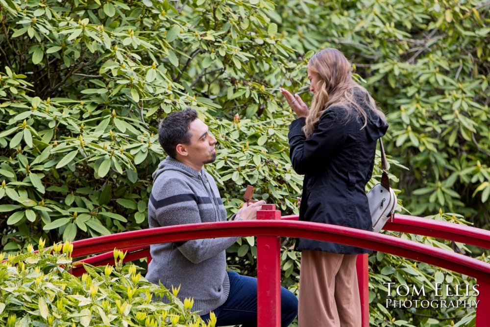 Jesse proposes to Alayna in the Kubota Garden in Seattle. Tom Ellis Photography